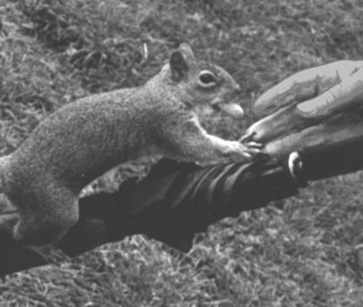 Feeding the squirrels in St James Park.