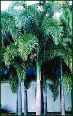 foxtail palm