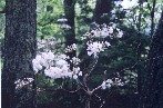 Tennessee mountain laurel