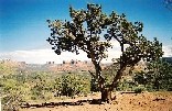 Scenic Tree
