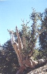 Bristlecone Pine