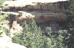 Spruce Tree House