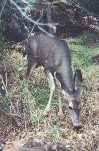 Mule Deer