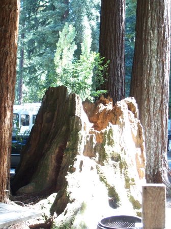 Smith Woods RV Park, Felton, CA