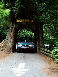Big Tree at Klamath