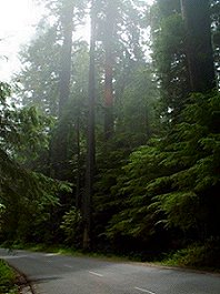 Prairie Creek Redwoods