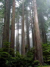 Prairie Creek Redwoods