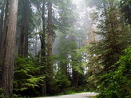 Prairie Creek Redwoods