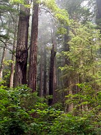 Prairie Creek Redwoods