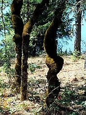 Hike at Lost Creek Lake