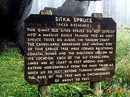 Cape Meares Sirka Tree