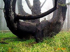 Cape Meares Sirka Tree