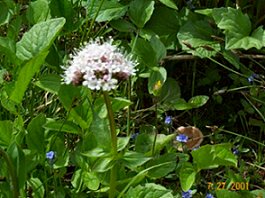 Mt Revelstoke Alpine Meadows