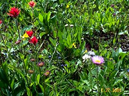 Mt Revelstoke Alpine Meadows