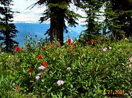 Mt Revelstoke Alpine Meadows