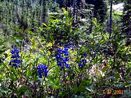 Mt Revelstoke Alpine Meadows