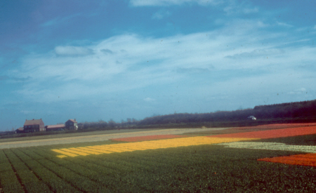 Tulip fields in Holland