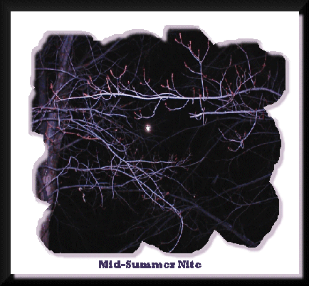 Mid Summer Nite