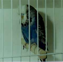 cobalt cock