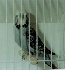 grey cock