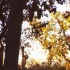 Before the Leaves Fall