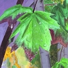 Autumn Leaves