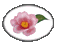 tsubaki button