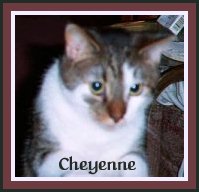 cheyenne