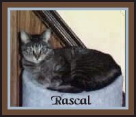 rascal