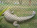 A big Croc