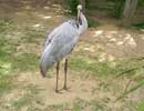 Whats this bird Called