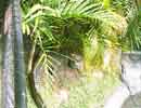 Crocodile in the Sun