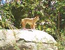 A Dingo