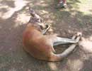 Red Roo