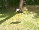 A Stork ?