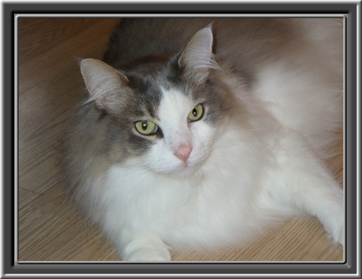 THIS IS "BANDIT" ...&nbsp; CLICK TO ENLARGE!