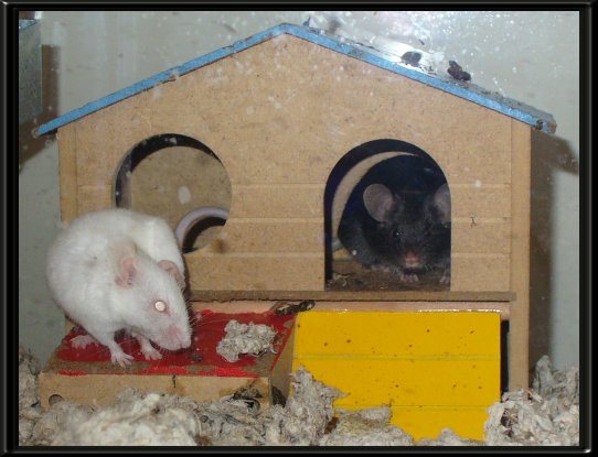 THESE ARE OUR "FUZZY LITTLE FRIENDS" ...&nbsp; CLICK TO ENLARGE!