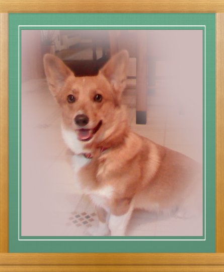 THIS IS "BOOMER" ...&nbsp; CLICK TO ENLARGE!