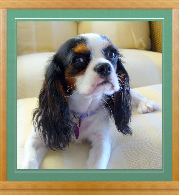 THIS IS "MISHA-MIA" ...&nbsp; CLICK TO ENLARGE!
