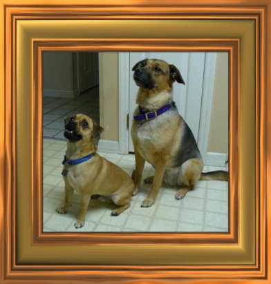 THIS IS "PETEY and XENA" ...&nbsp; CLICK TO ENLARGE!