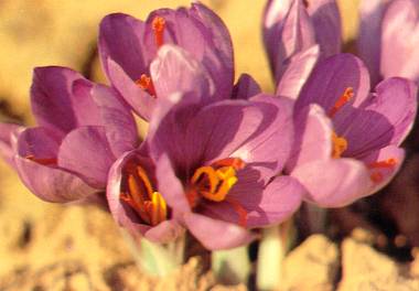 Saffron Flower