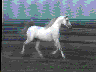 Animation 20