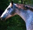 Silvery Spotty Heaven