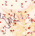 Ribbons and rosepetals- and thou