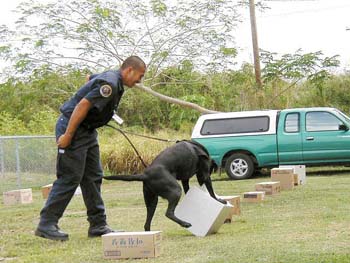 K9