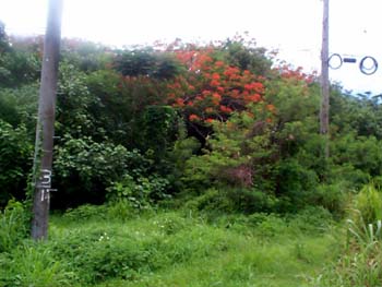 WETLAND