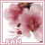 cherry blossoms