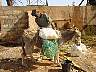 DSC05174.JPG