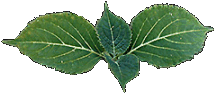 'Luna' a Salvia Divinorum clone - photo by Daniel Siebert