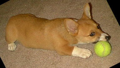 MORE about Sam's Toy Rescue Page